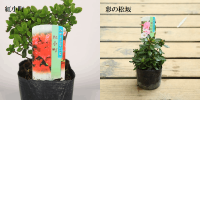 苗：深山霧島ツツジ * 品種お選びください みやまきりしま | 盆栽素材