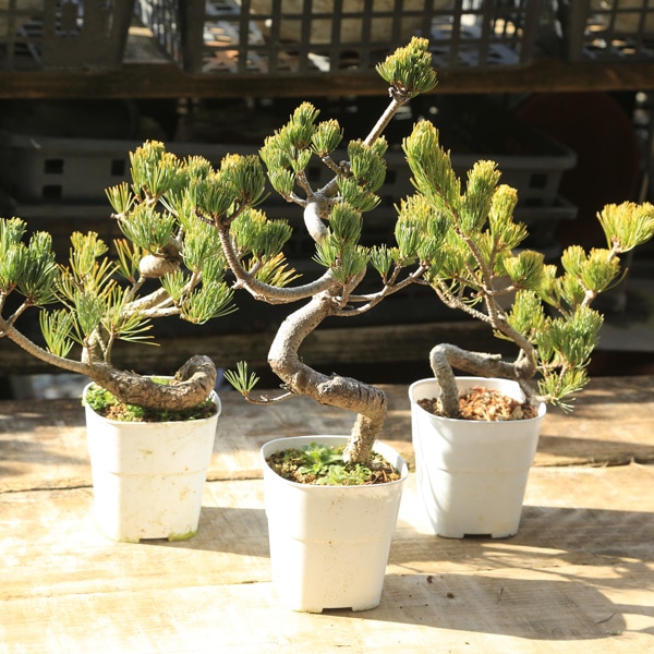 ����̵�����������ġ����վ�(�ʡˤ��褦�ޤġ����襦�ޥġ����ܥ��å�