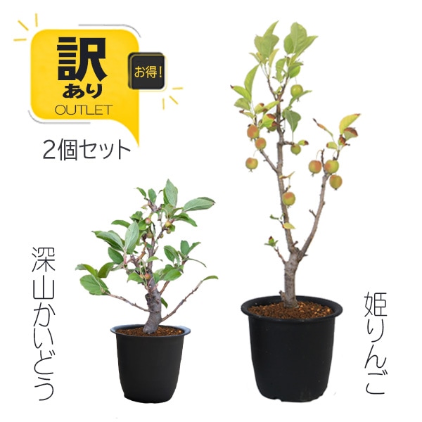 数量限定 元気な訳あり】受粉樹ペア苗セット：姫りんご＆深山かいどう