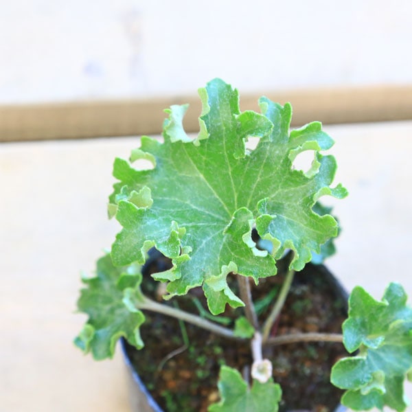 ✨ツワブキ 苗 6株 根付き✨抜き苗　山野草　農薬不使用　煮物がおいしいよ～ ✨ツワブキ 苗 6株 根付き✨抜き苗 山野草 農薬不使用 煮物が