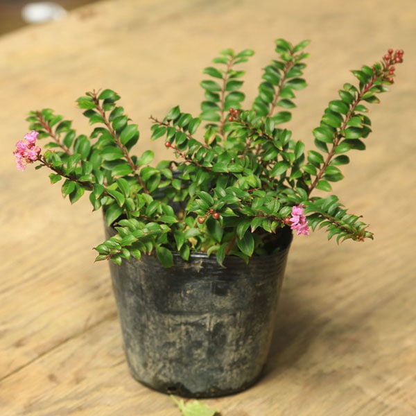 【トラさん専用】盆栽 小品 幹太 百日紅 サルスベリ 楽天市場】【小品盆栽 ミニ盆栽】 サルスベリ/百日紅 【花物盆栽