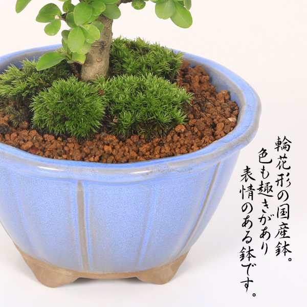 盆栽：小品盆栽 いぼた*＜国産輪花鉢均釉色＞苔付き（2023年開花終了
