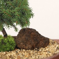 盆栽：ミニ景色盆栽 白芽八房えぞ松*（瀬戸焼楕円鉢）苔と砂付きbonsai 