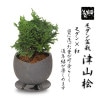 �ߺϡ�������ߺ� �Ż�ɰ(�Ĥ�ޤҤΤ�)*������­��ȭ �������դ���bonsai