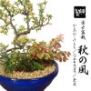 �ߺϡ����ߺϡ�������*����Ĵ�ȭ��bonsai