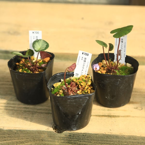 �ġ����亮�����󡡥����� * �Ƽ�