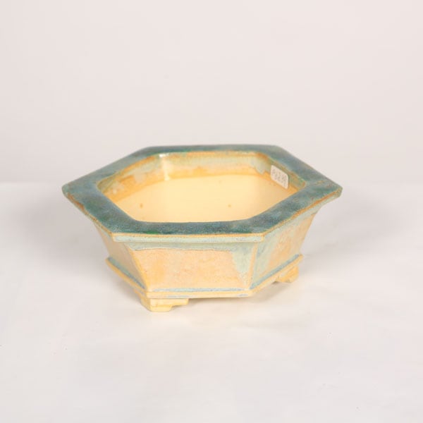盆栽小鉢：桂雲 六角鉢 14.4cm 【現】*資材 | すべての商品