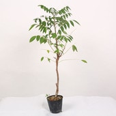 ڸġ۲ֿ٤ġꥫƣ* ꥫե֡ʥ᥸ȥեor ֡ʥ˥٥ˡ