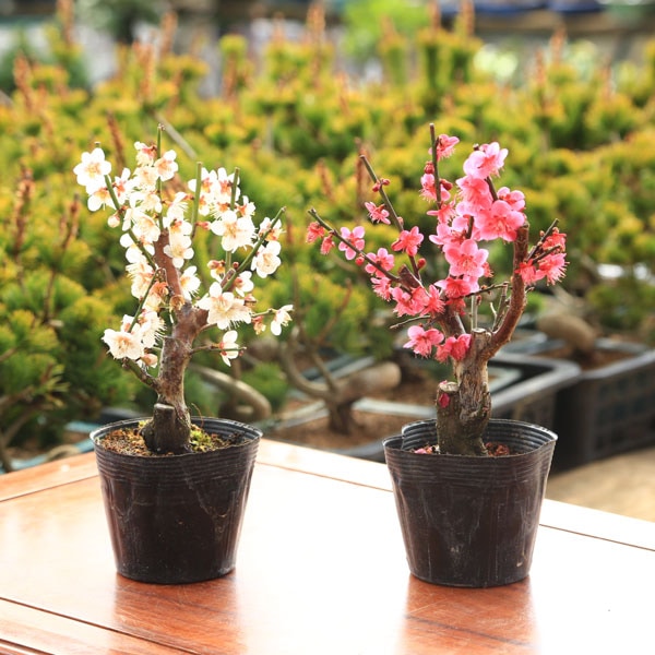 �ġ���*�����֡��߻��3.5�桡���ᡡ���ᡡ�ȡ���ɤ��餫�����Ӥ���������