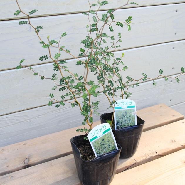 �ġ����ե��� �ʥ��إ���ڡ�*2�ĥ��å�