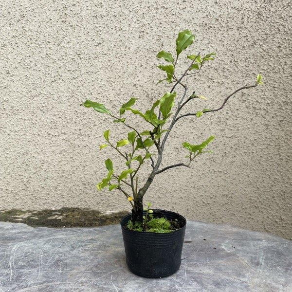 中品盆栽、常盤柿、模様木、三幹 実付き(赤実)やや汚れ多少あり 中品盆栽、常盤柿、模様木、三幹 実付き(赤実)やや汚れ多少あり 中品