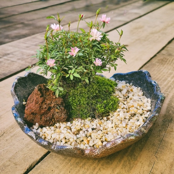 盆栽 ：ミニバラ 姫乙女(萬古焼鉢)* （石&苔&矢作砂付き）ばら極姫薔薇