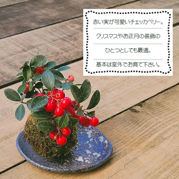 苔玉 ：ﾁｪｯｶｰﾍﾞﾘｰ*(益子焼受け皿付き)和ﾓﾀﾞﾝ鉢植えbonsai | すべての