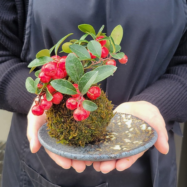 Betty　苔玉 緑と赤の葉 苔玉 コケダマ ヒトツバショウマ ツクシカラマツ 夏 涼し気 山野草