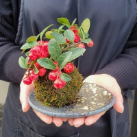 苔玉 ：ﾁｪｯｶｰﾍﾞﾘｰ*(益子焼受け皿付き)和ﾓﾀﾞﾝ鉢植えbonsai | すべての