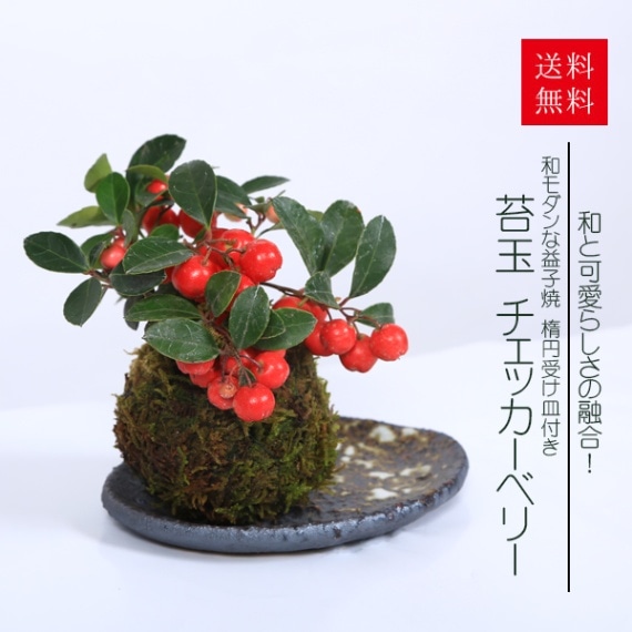 苔玉 ：ﾁｪｯｶｰﾍﾞﾘｰ*(益子焼受け皿付き)和ﾓﾀﾞﾝ鉢植えbonsai | すべての