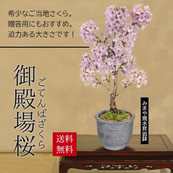 桜盆栽：御殿場桜(みまや焼水昇岩鉢)*苔付き【2026年春開花予定