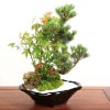 ߺϡԥ饫󥵡վ*(;ѷȭ)2025ǯ¡bonsai