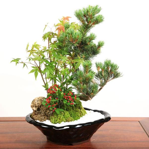 寄せ盆栽：ピラカンサ・五葉松寄せ*(瀬戸焼変形鉢)bonsai