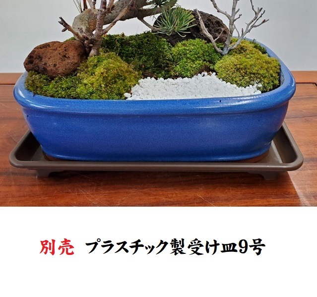 ピラカンサ　盆栽　3.5号陶器鉢つき　コンパクト❗古肌❗ 楽天市場】母の日 現在実なし 盆栽 ピラカンサの盆栽鉢 真山茜 炭化焼