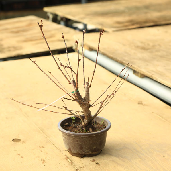 �ġ����������5��*�������᥶����