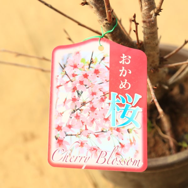 苗：おかめ桜 5号* オカメザクラ | 盆栽素材,苗(花物・実物),1000円