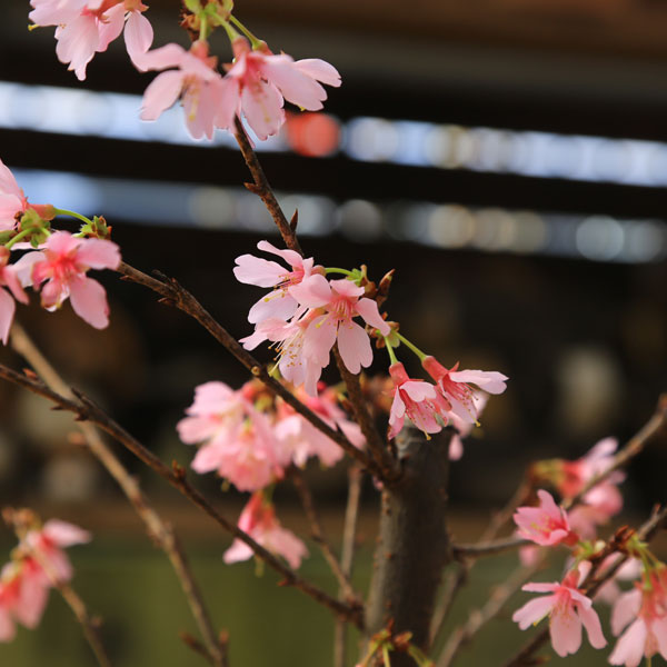 苗：おかめ桜 5号* オカメザクラ | 盆栽素材,苗(花物・実物),1000円