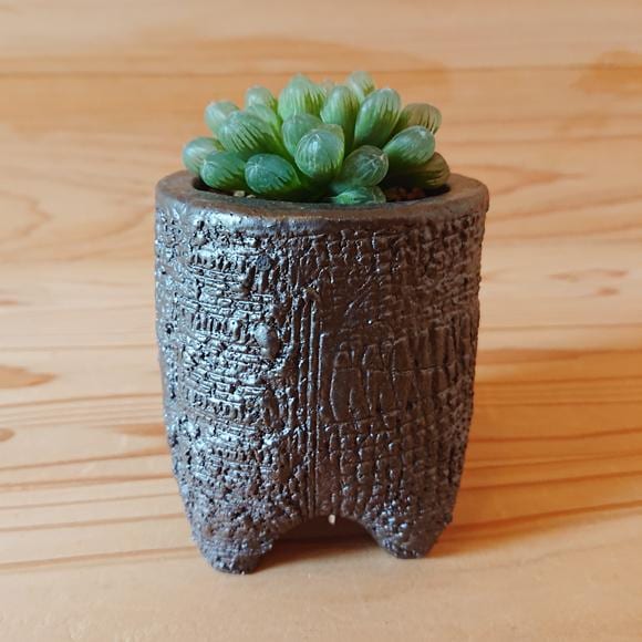 多肉植物:ハオルチア オブツーサ 陶器鉢 *信楽焼鉢 和 かみ山陶器