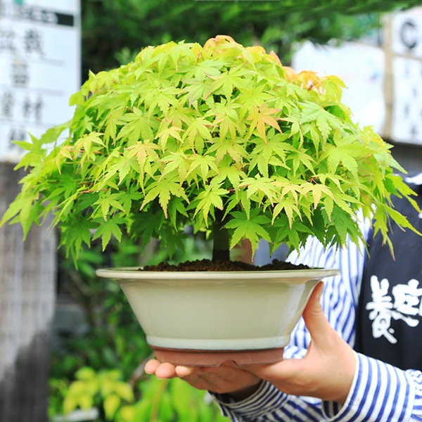 三河盆栽　清姫モミジ　盆栽 三河盆栽 清姫モミジ 盆栽 盆栽 清姫もみじ | もすりぃ