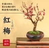 ߺϡߡ();ƻȭ*  ս 2025ǯֽλbonsai