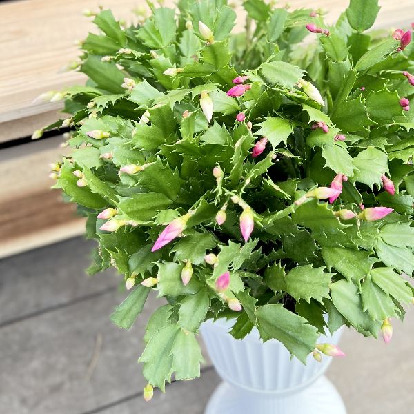 おしゃれ 観葉植物：デンマークカクタス 2色ミックス 紅白*7号