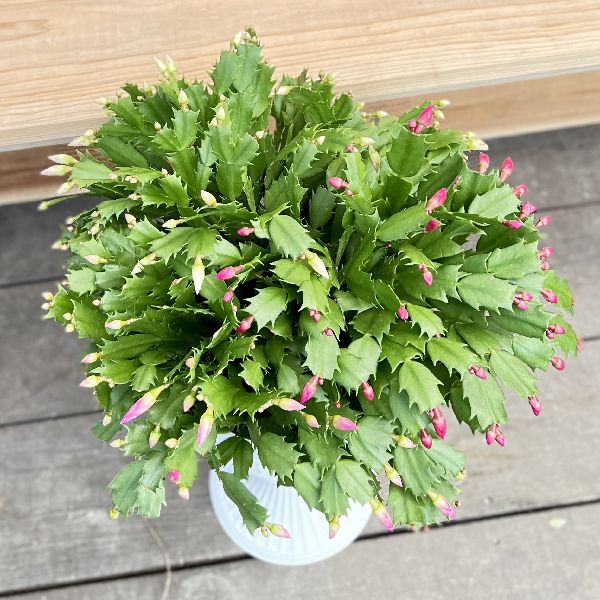 かなきち様 リクエスト 2点 まとめ商品　シャコバサボテン　デンマークカクタス おしゃれ 観葉植物：デンマークカクタス 2色ミックス 紅白*7号