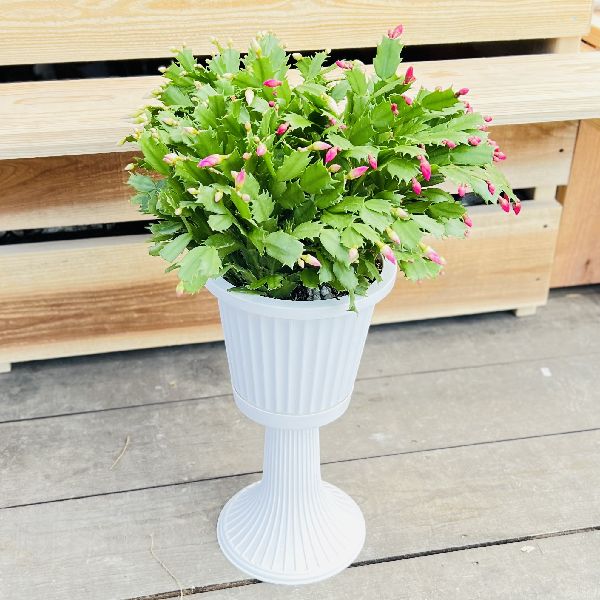 デンマークカクタス　ムーンライト　苗Ｅ　観葉植物 デンマークカクタス ムーンライト 苗E 観葉植物 楽天市場