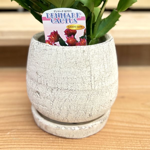 mi デンマークカクタス ライトピンク金平糖　発根済み C 希少種 mi様専用 デンマークカクタス ライトピンク金平糖 発根済み C 希少種