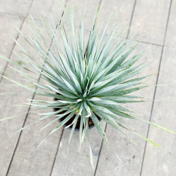 おしゃれ 観葉植物：ユッカ ロストラータ*8号 Yucca rostrata