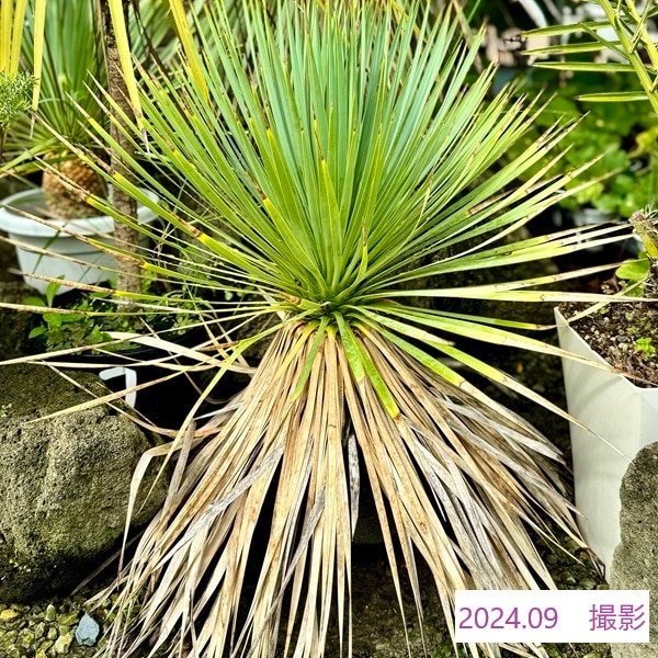おしゃれ 観葉植物：ユッカ ロストラータ*8号 Yucca rostrata