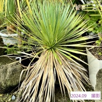 おしゃれ 観葉植物：ユッカ ロストラータ*8号 Yucca rostrata | 観葉