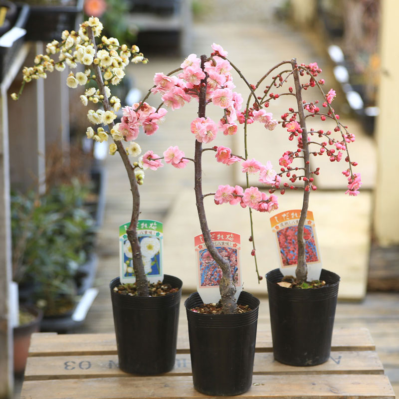 �ġ���������*����/�����쥦��