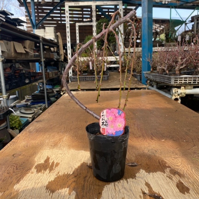 苗：しだれ梅*うめ/シダレウメ | 新着商品,新入荷苗・再入荷苗 | 遊恵