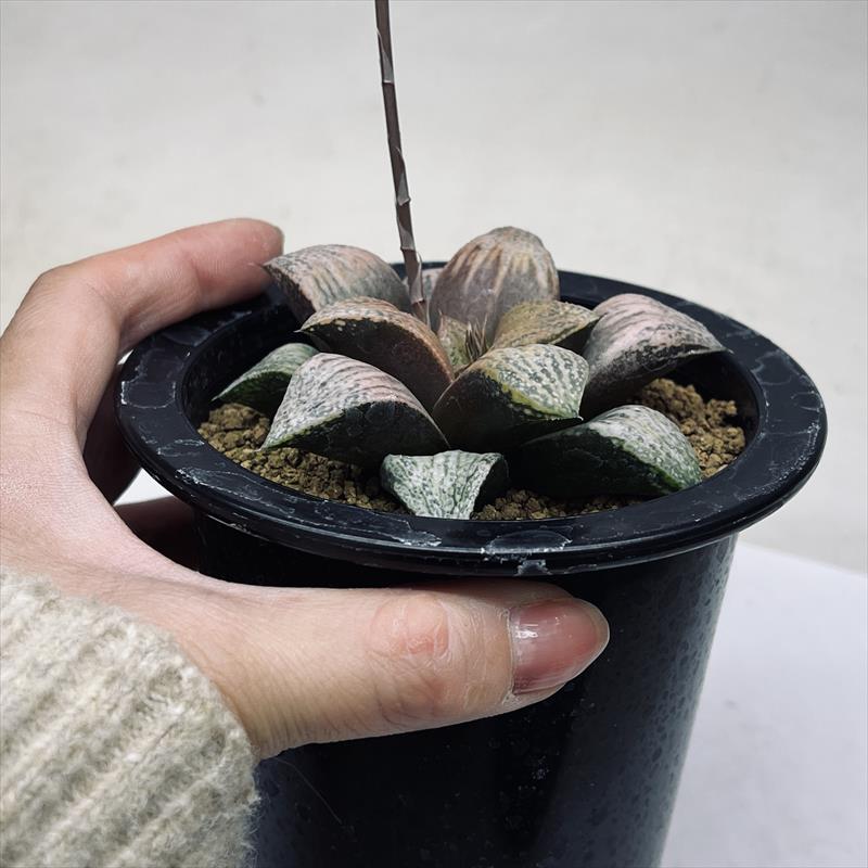 多肉植物：ハオルチア スプレンデンス交配 ジェニー*幅8cm 現品 一品