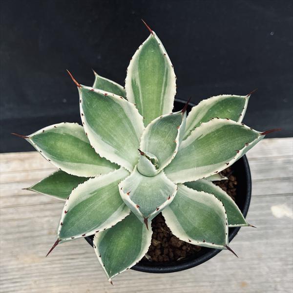 多肉植物：アガベ 吉祥冠錦 覆輪*S 幅9cm | サボテン＆多肉植物,多肉