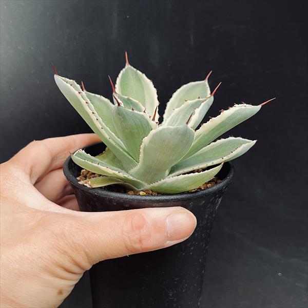 多肉植物：アガベ 吉祥冠錦 覆輪*S 幅9cm | サボテン＆多肉植物,多肉