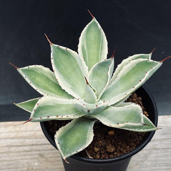 多肉植物：アガベ 吉祥冠錦 覆輪*S 幅9cm | サボテン＆多肉植物,多肉