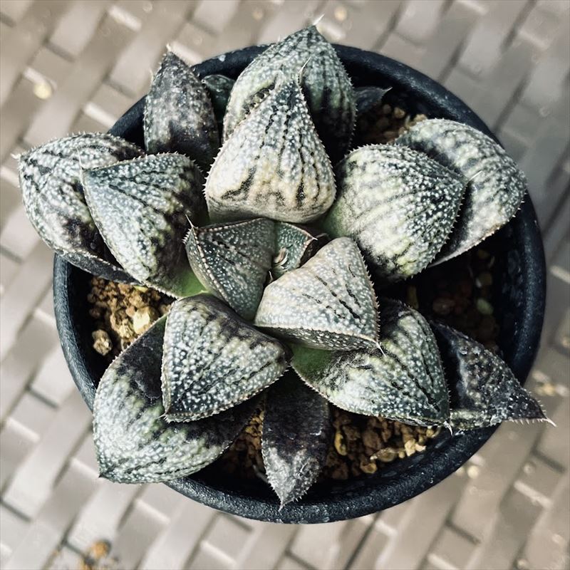 多肉植物：ハオルチア 白銀ピクタ交配種 クイーンフォックス*幅7cm