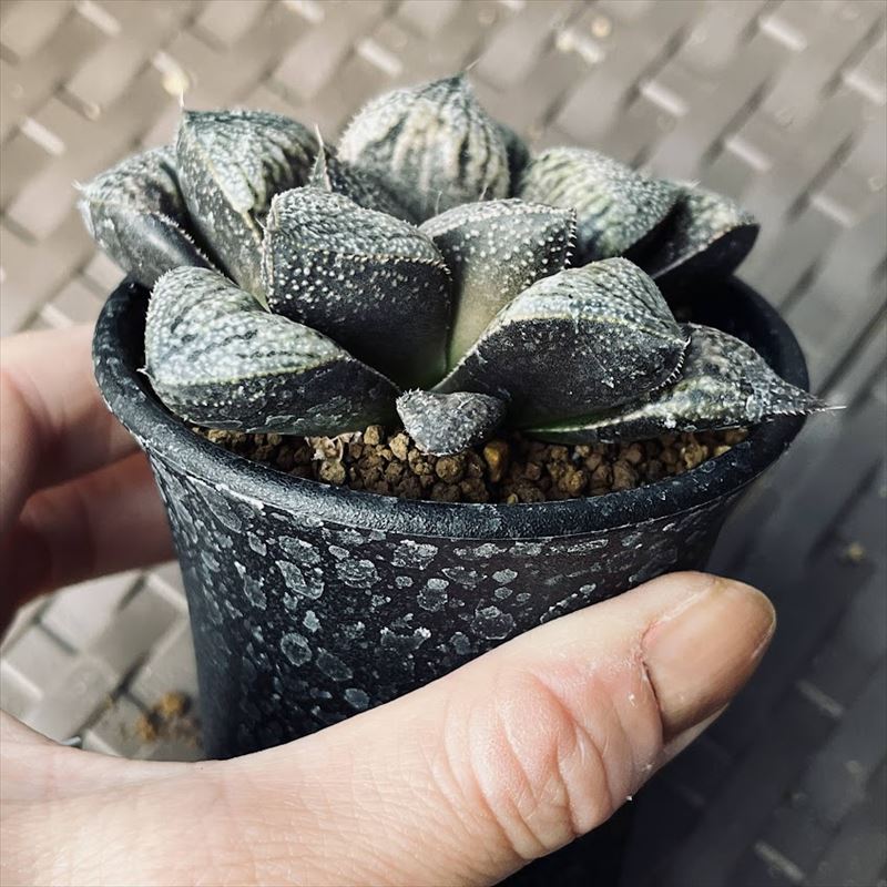 多肉植物：ハオルチア 白銀ピクタ交配種 クイーンフォックス*幅7cm