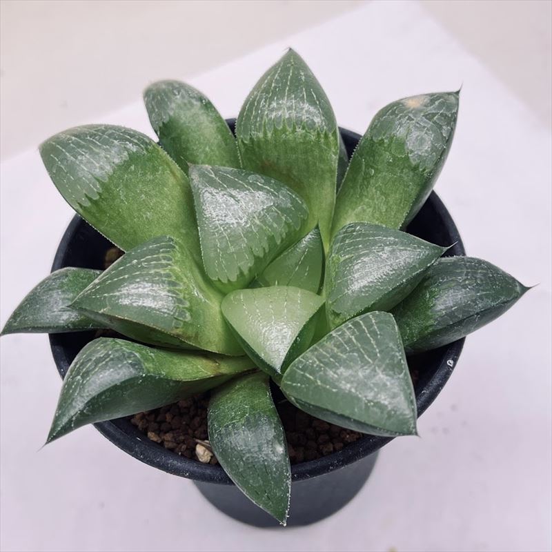 多肉植物：ハオルチア アラバディア*S 幅9cm | サボテン＆多肉植物