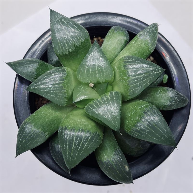 【激安】コンプト バディア 巨大株セット　極上品　高級　ハオルチア　バラ売り可 多肉植物：ハオルチア アラバディア*M 幅12cm | サボテン＆多肉植物