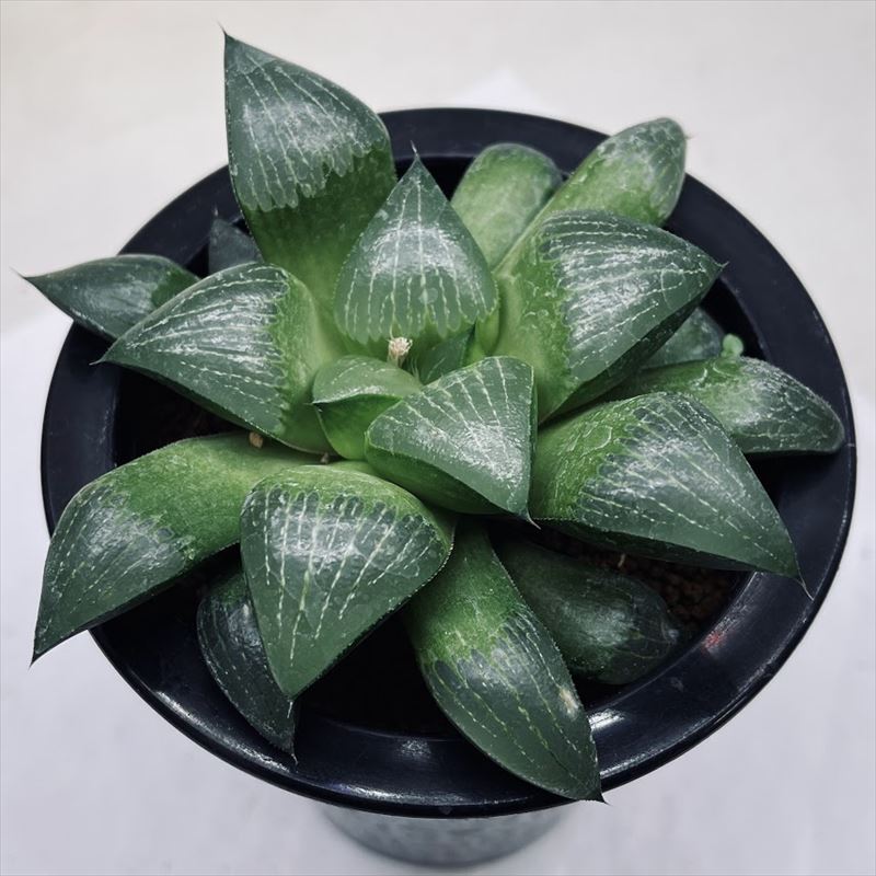 多肉植物：ハオルチア アラバディア*M 幅12cm | サボテン＆多肉植物