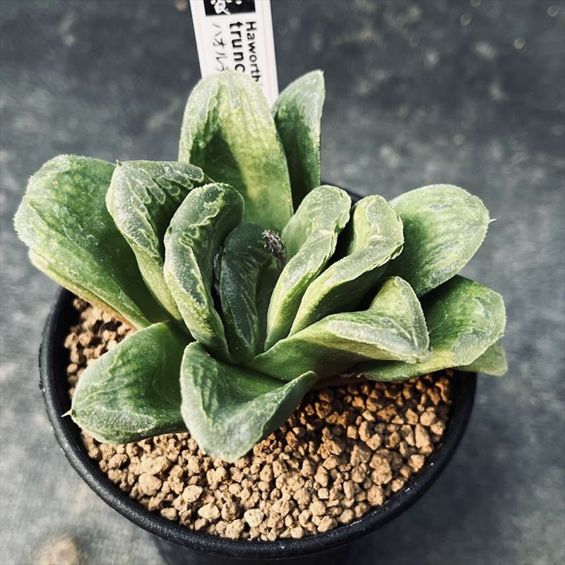 多肉植物：ハオルチア ローブ グリーン*M 幅9cm | サボテン＆多肉