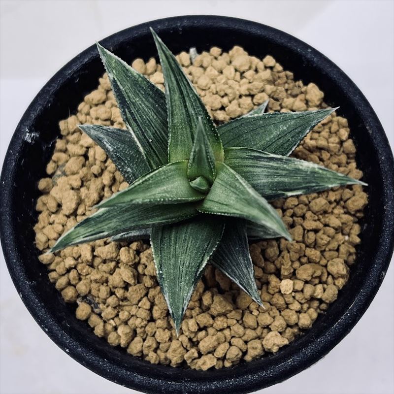 ハオルチア 紅雫錦 極上斑 ハオルチア 紅雫錦 極上斑 ハオルチア 雫石錦 |